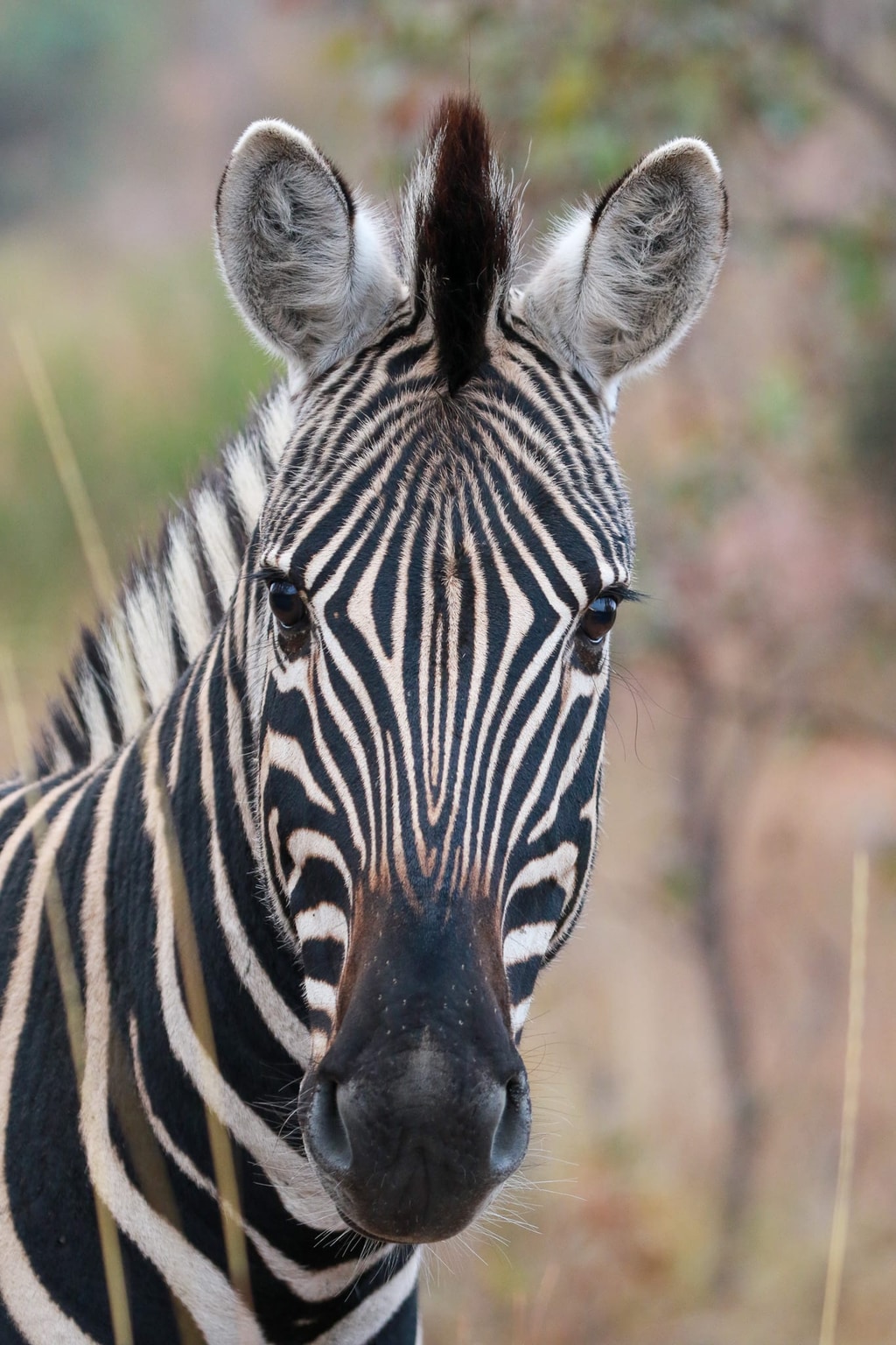 Welgevonden Game Reserve gallery image 2