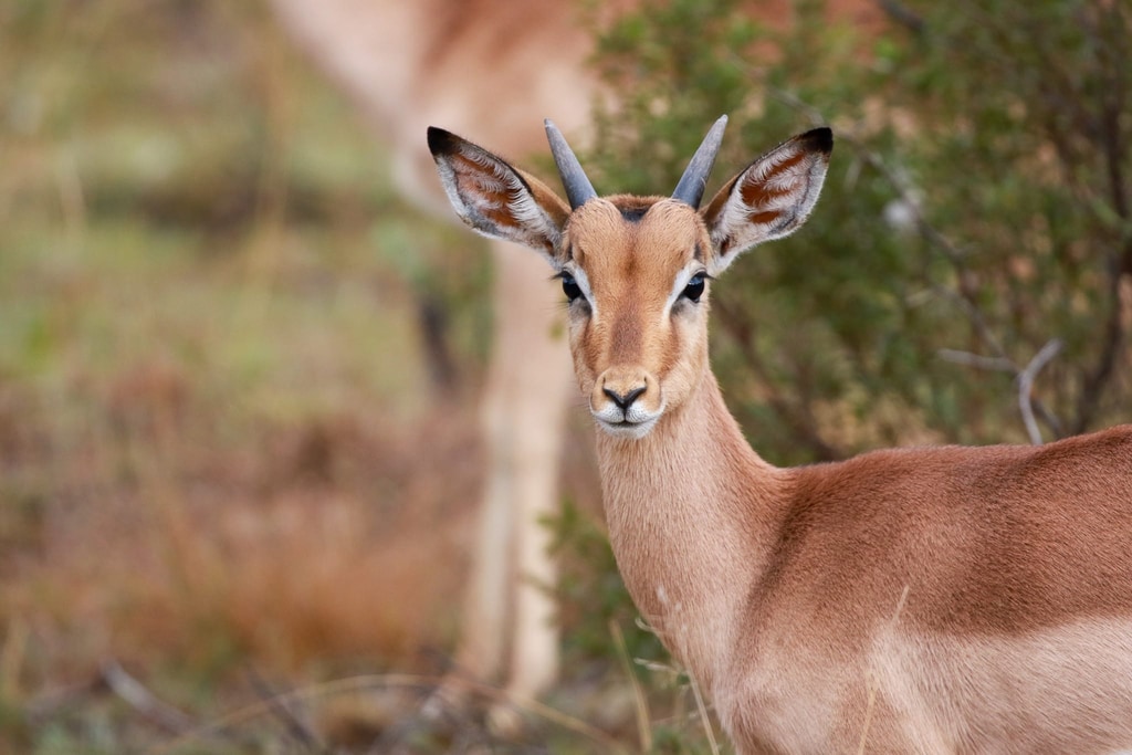 5 Day Safari gallery image 4
