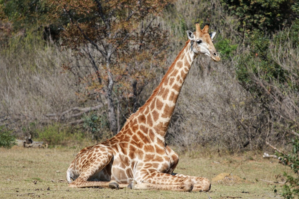 3 Day Safari gallery image 5