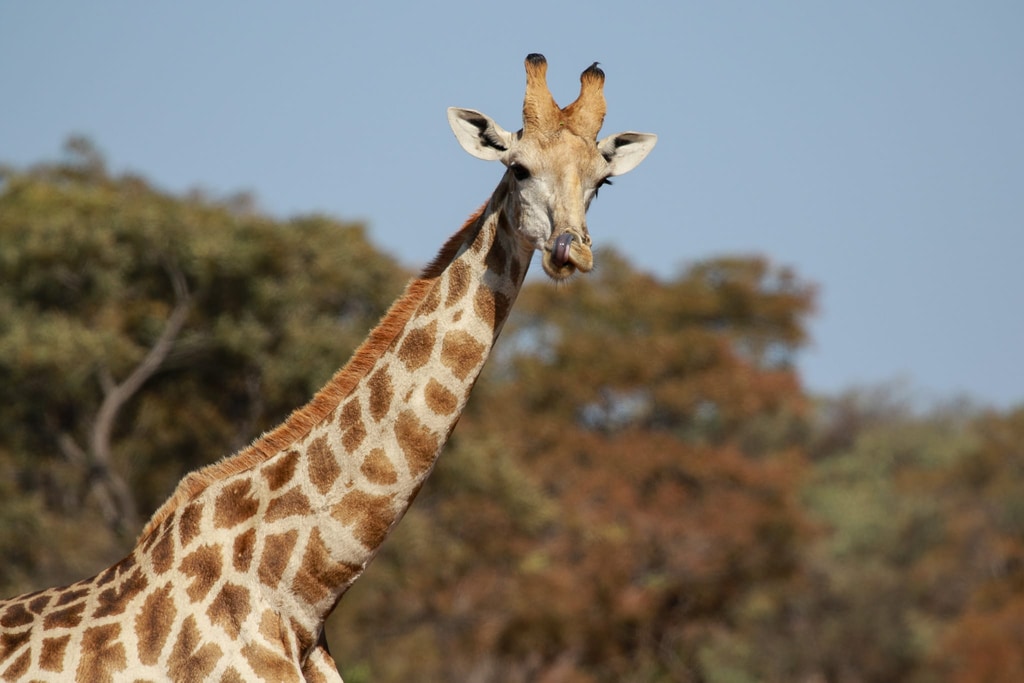 Welgevonden Game Reserve gallery image 5