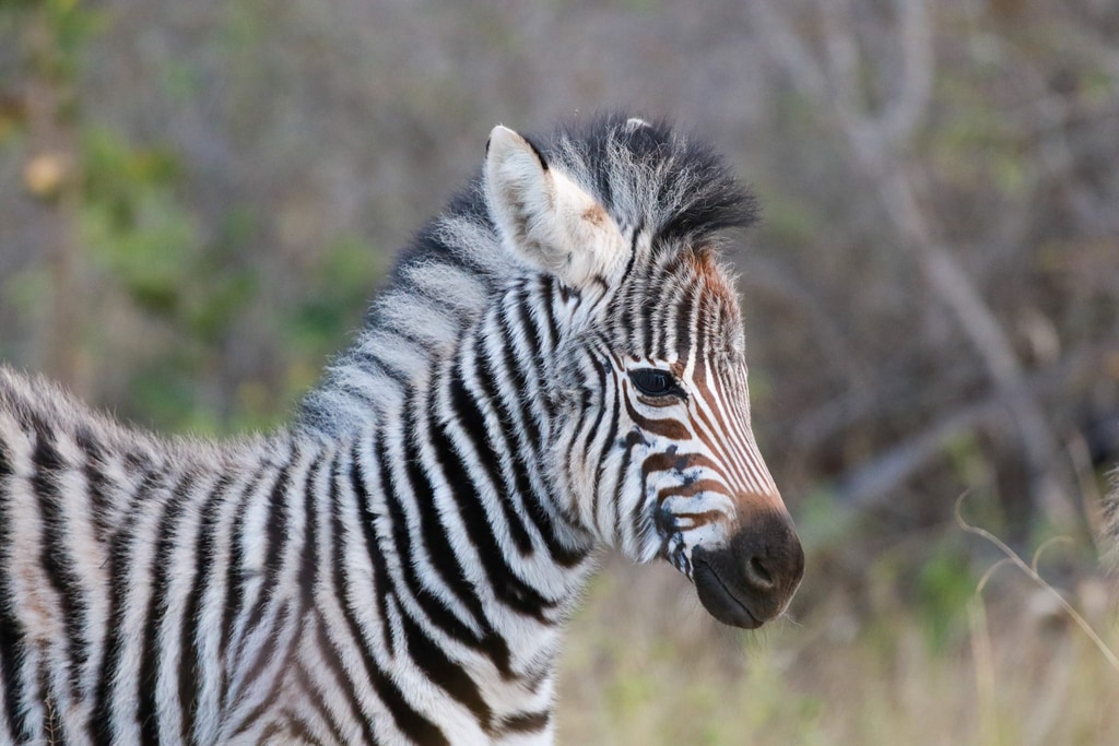 4 Day Safari gallery image 4