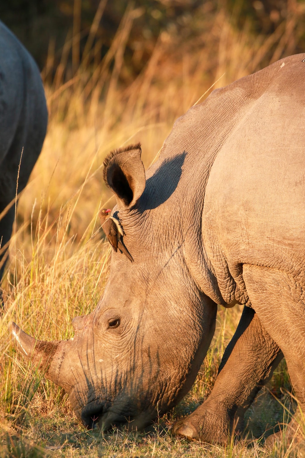 5 Day Safari gallery image 5