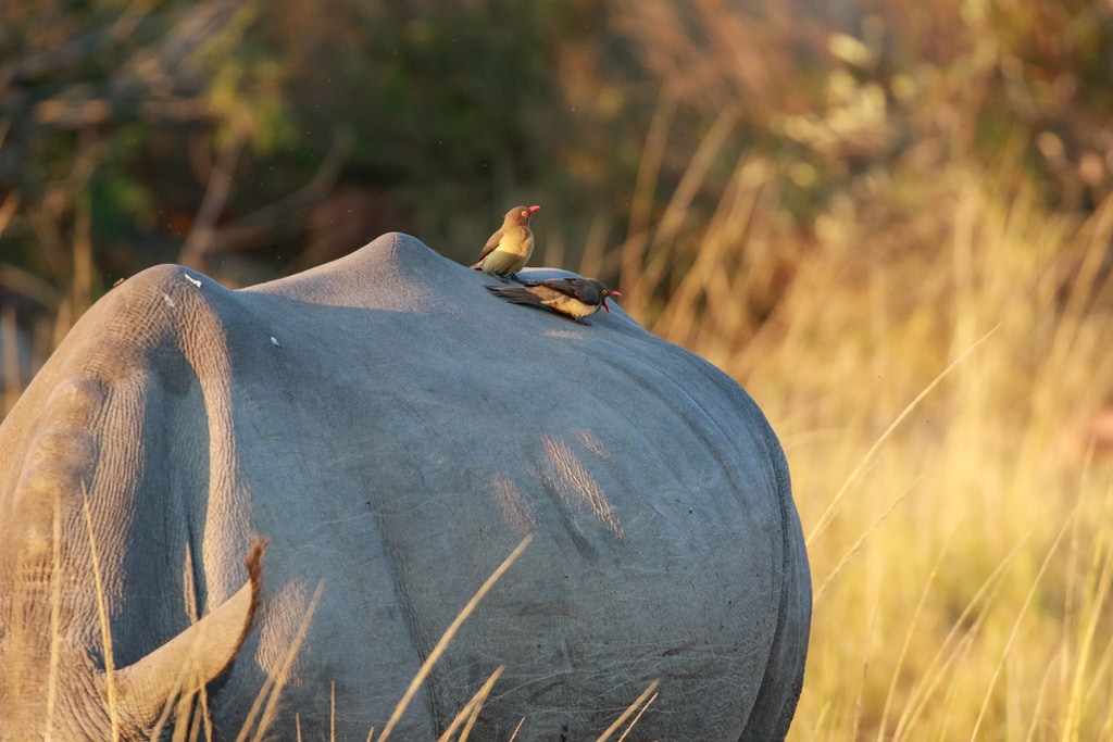 3 Day Safari gallery image 6