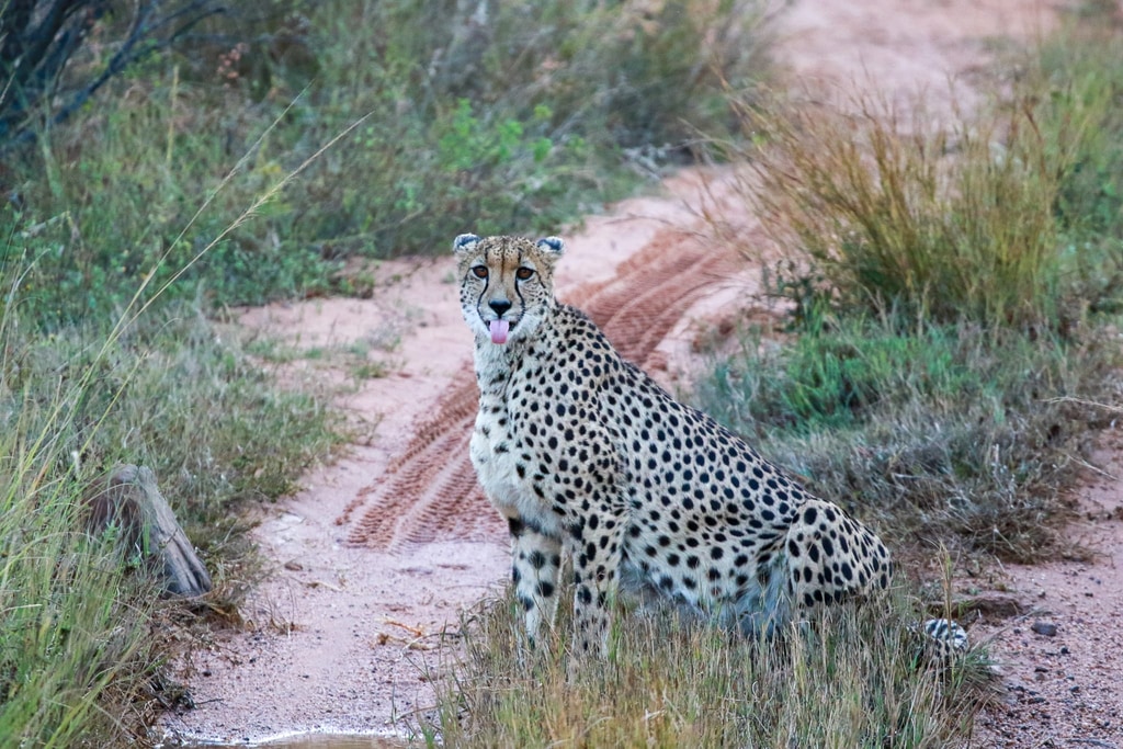 4 Day Safari gallery image 5