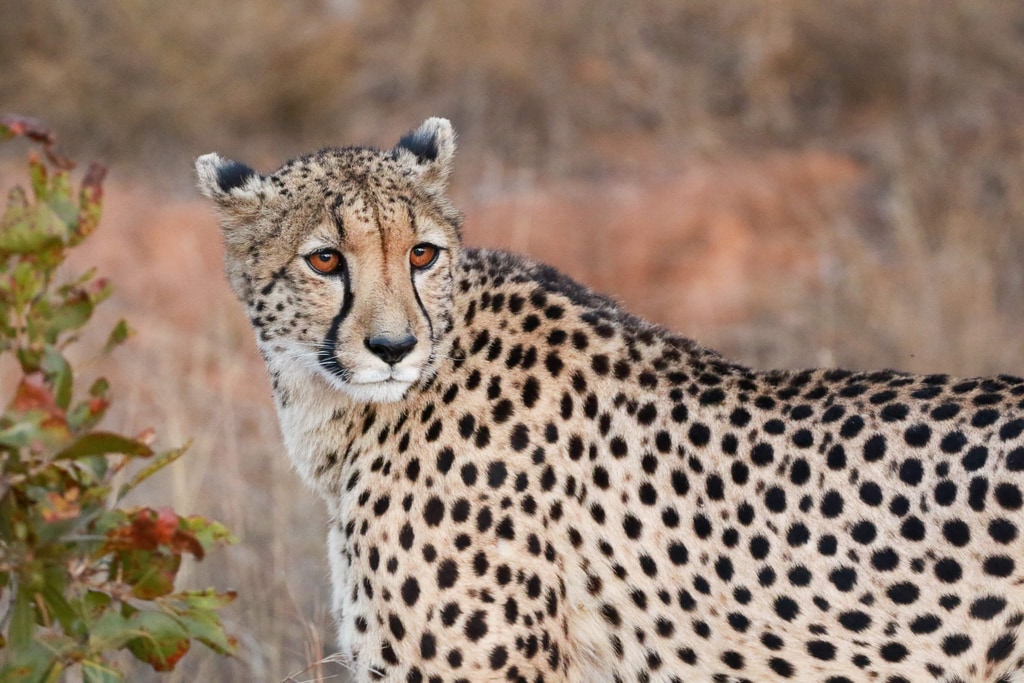 Welgevonden Game Reserve gallery image 10