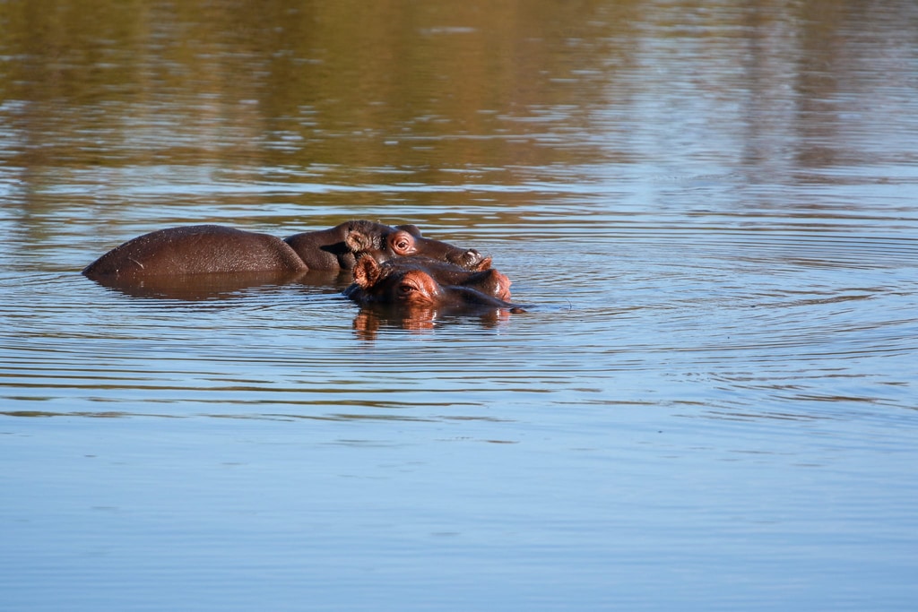 5 Day Safari gallery image 6