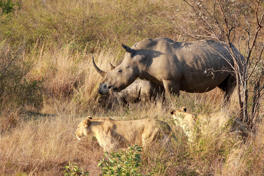 4 Day Safari gallery image 6