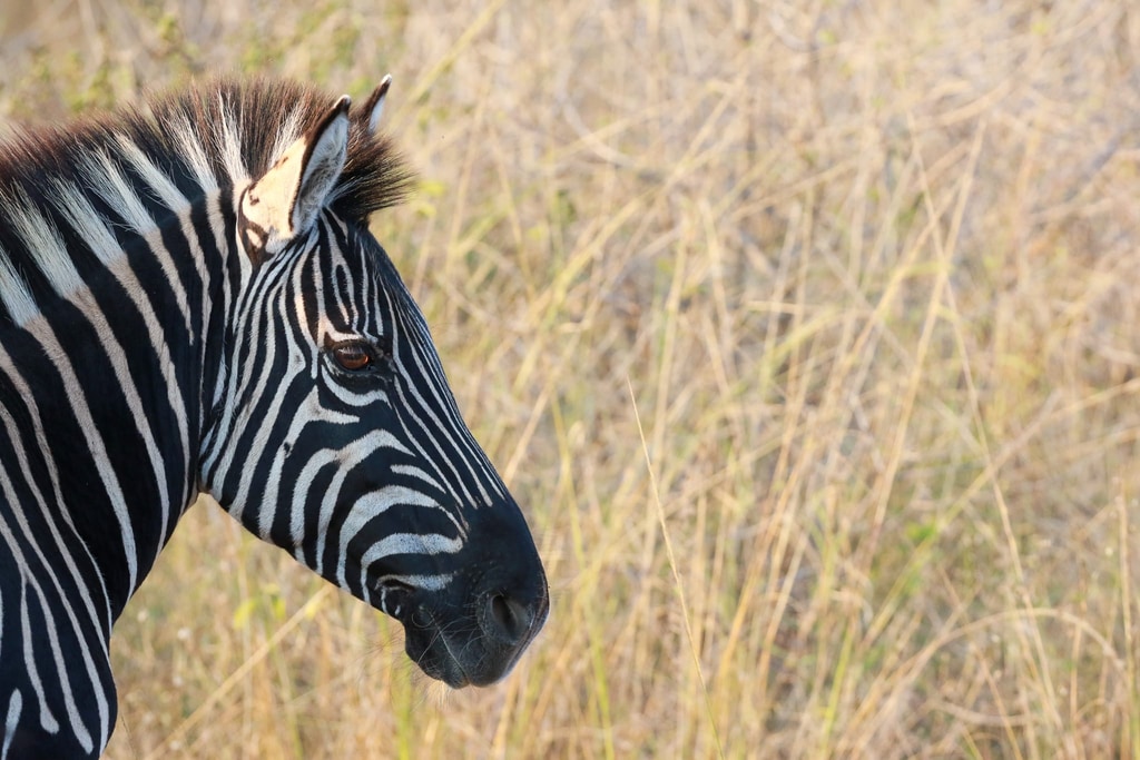 Welgevonden Game Reserve gallery image 13