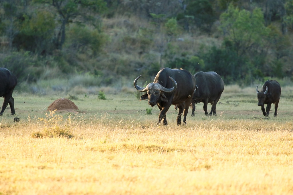 Welgevonden Game Reserve gallery image 14