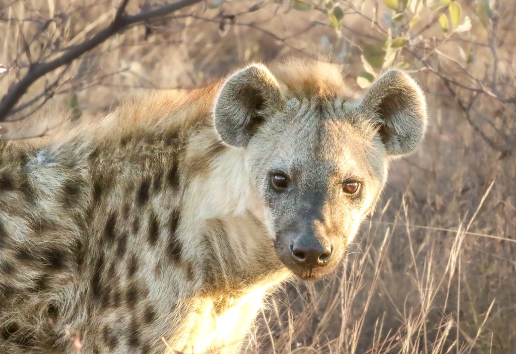 Welgevonden Game Reserve gallery image 15