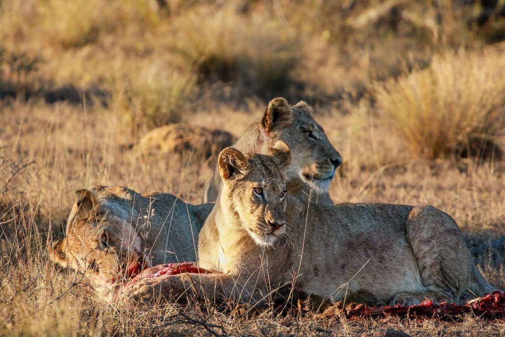 Welgevonden Game Reserve gallery image 16