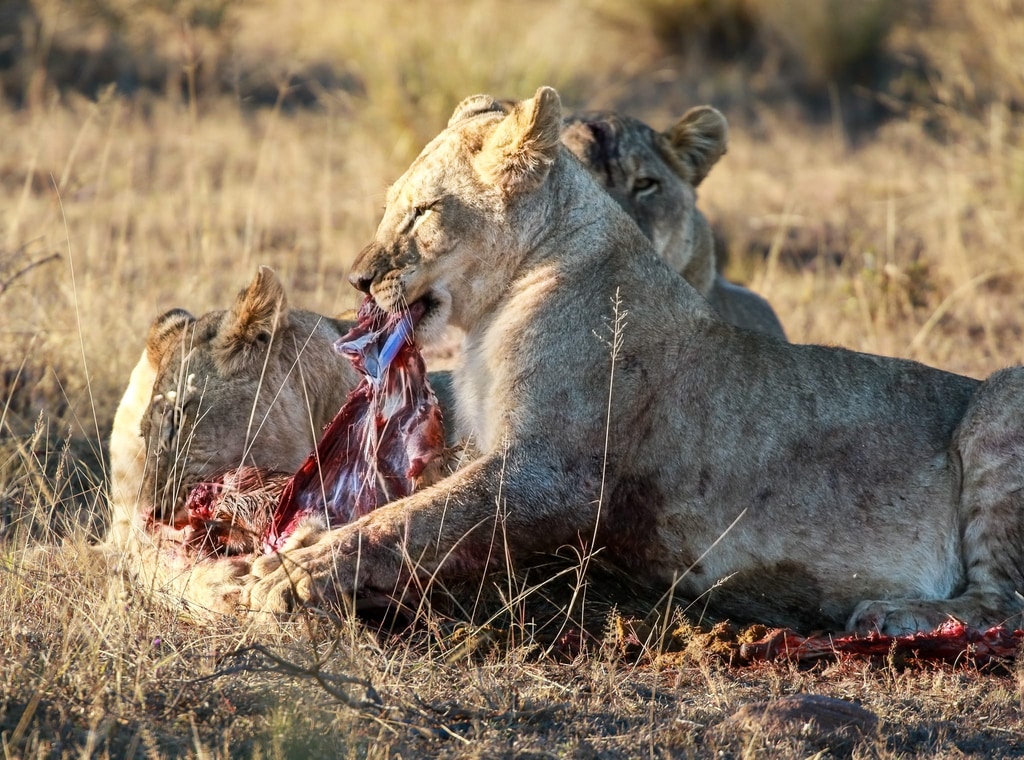Welgevonden Game Reserve gallery image 17