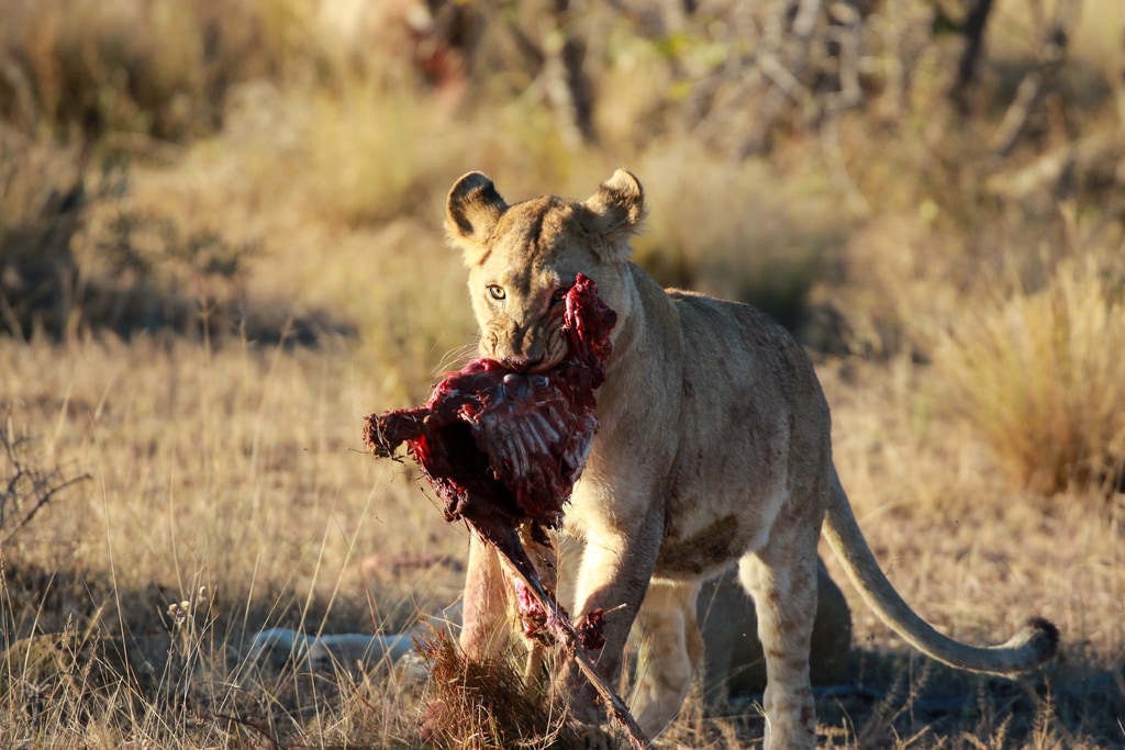 Welgevonden Game Reserve gallery image 18