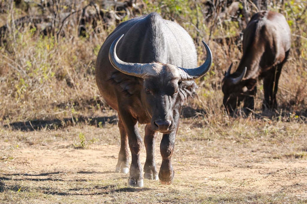 Welgevonden Game Reserve gallery image 19