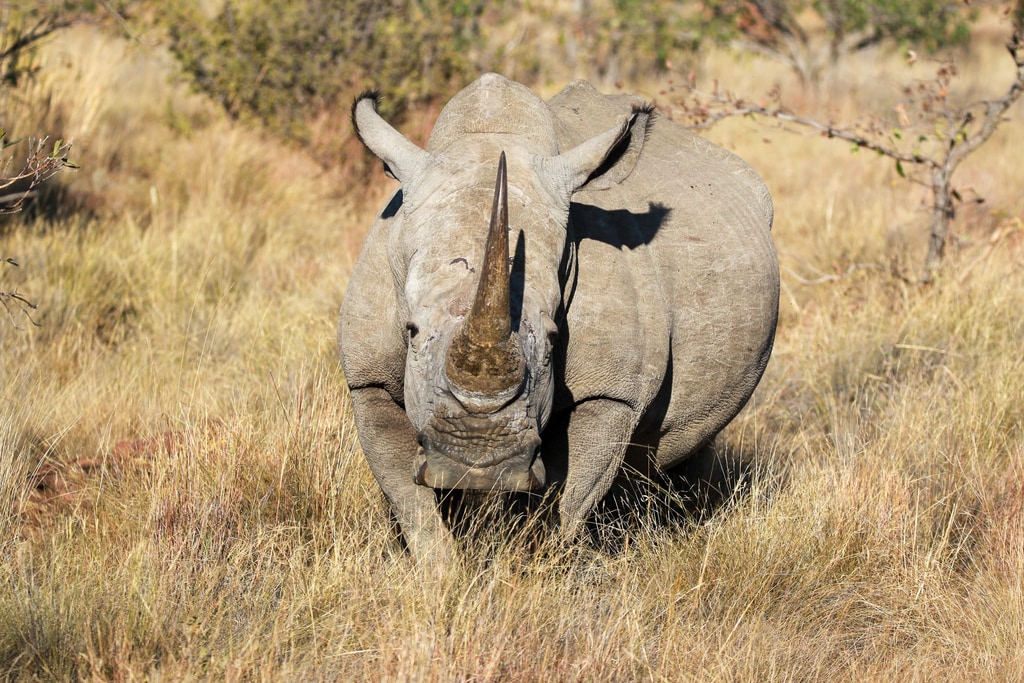 Welgevonden Game Reserve gallery image 20