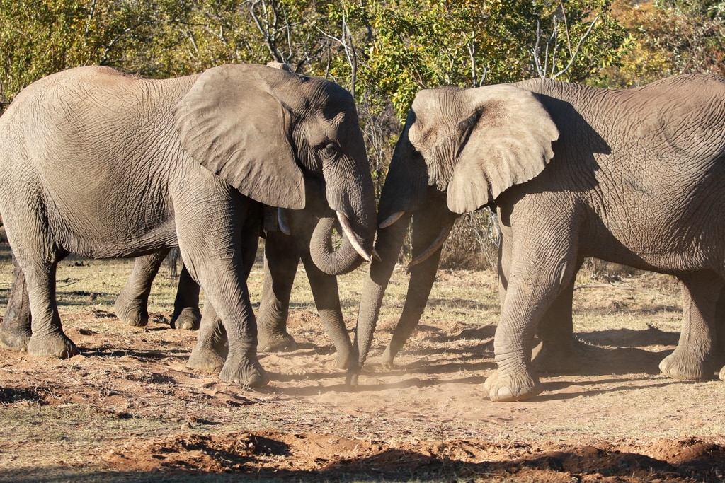 Welgevonden Game Reserve gallery image 21