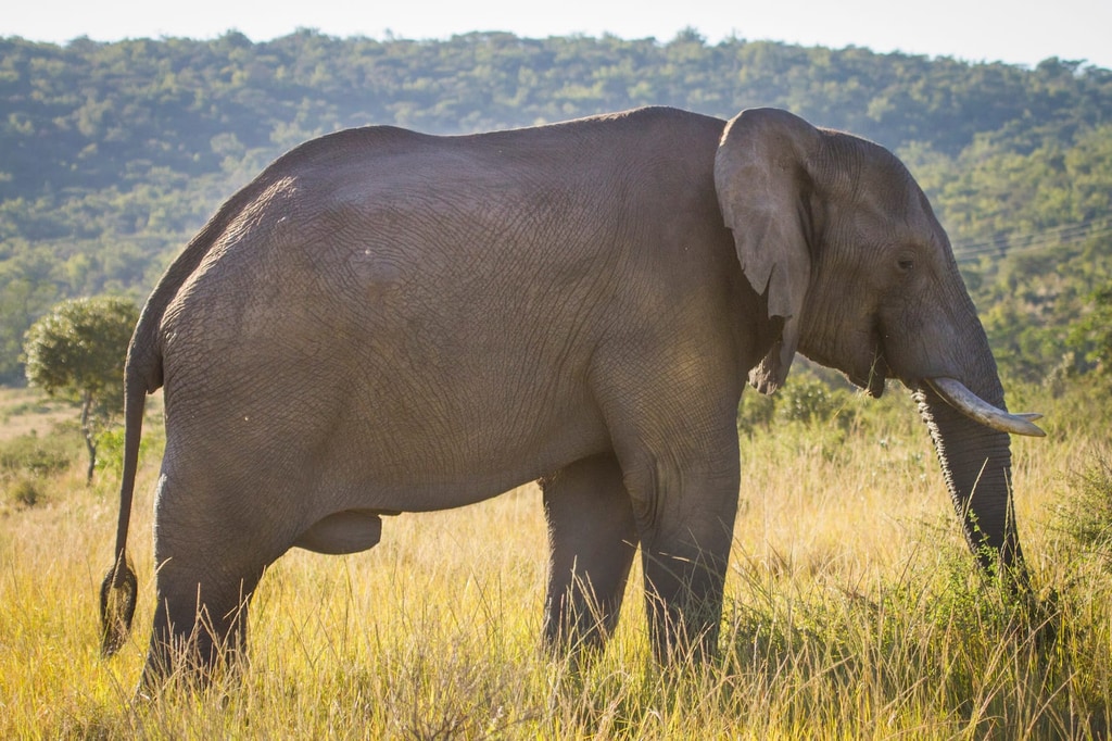 3 Day Safari gallery image 2