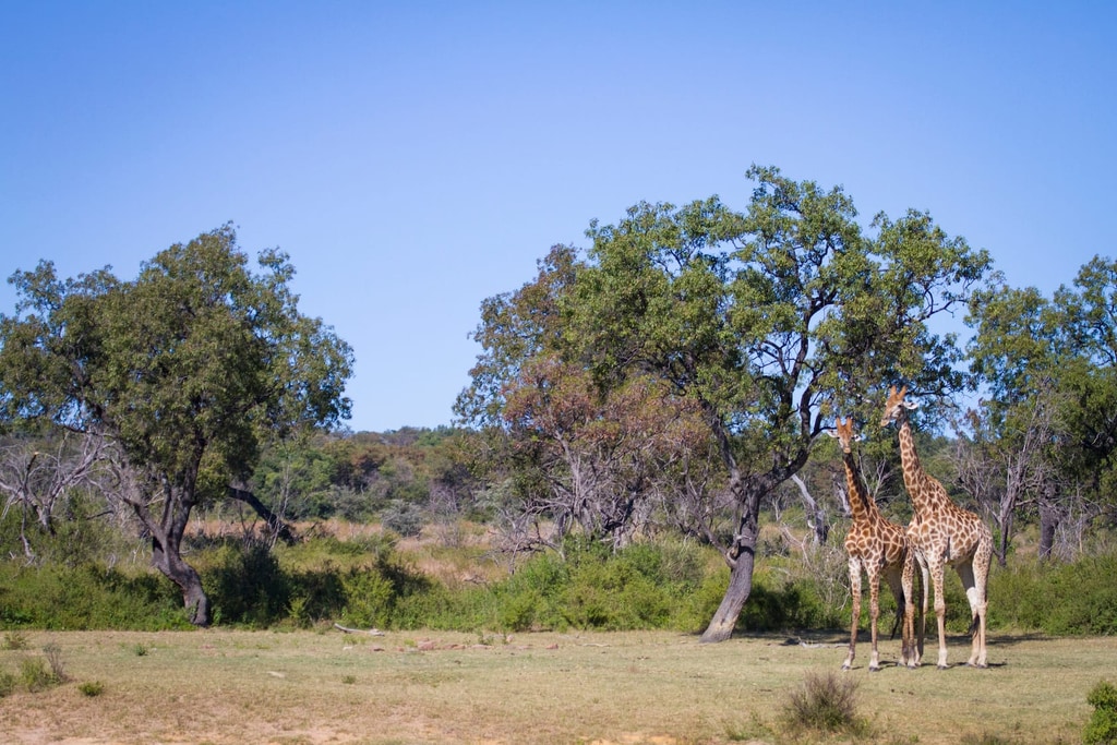 4 Day Safari gallery image 1