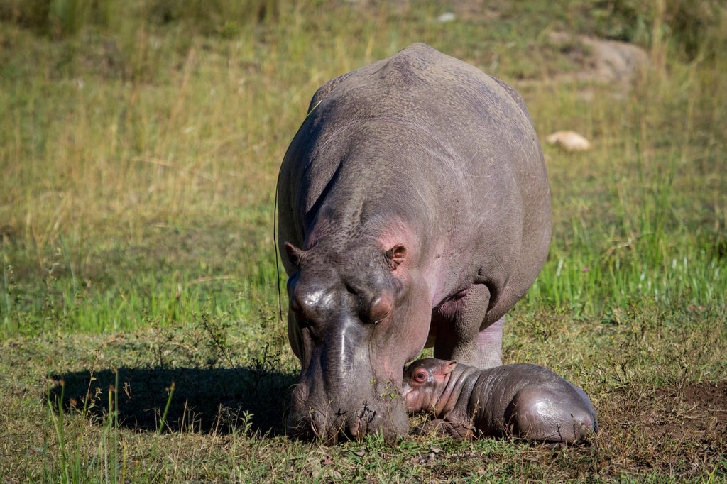 4 Day Safari gallery image 2