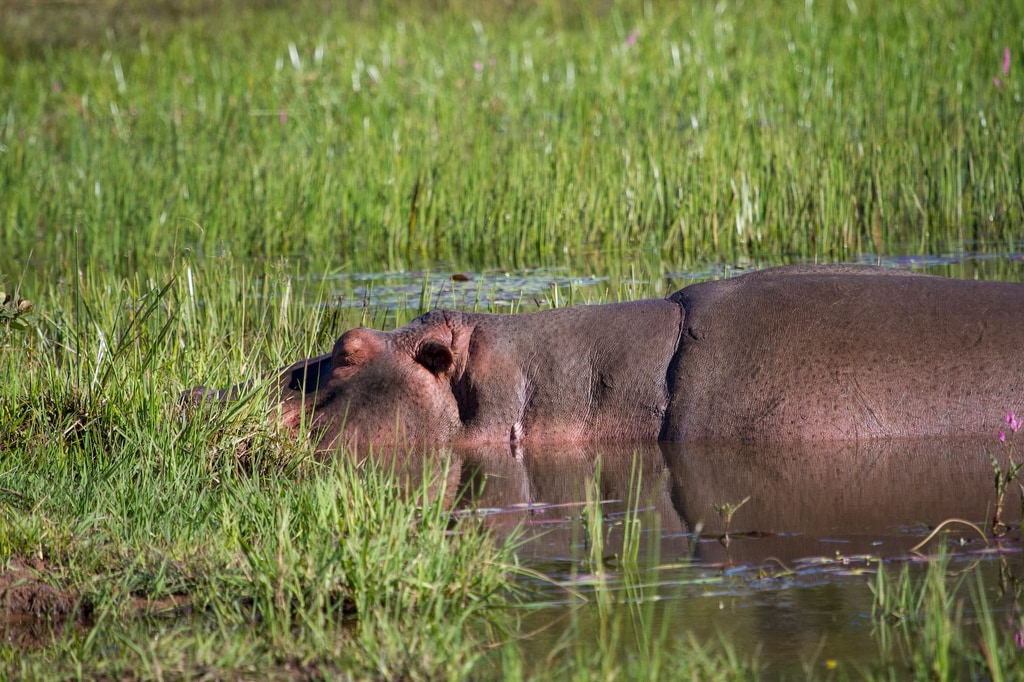 3 Day Safari gallery image 3