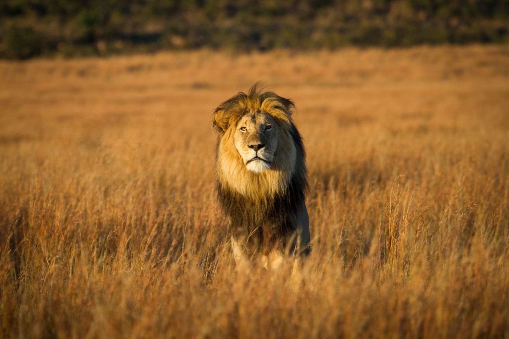 4 Day Safari gallery image 3
