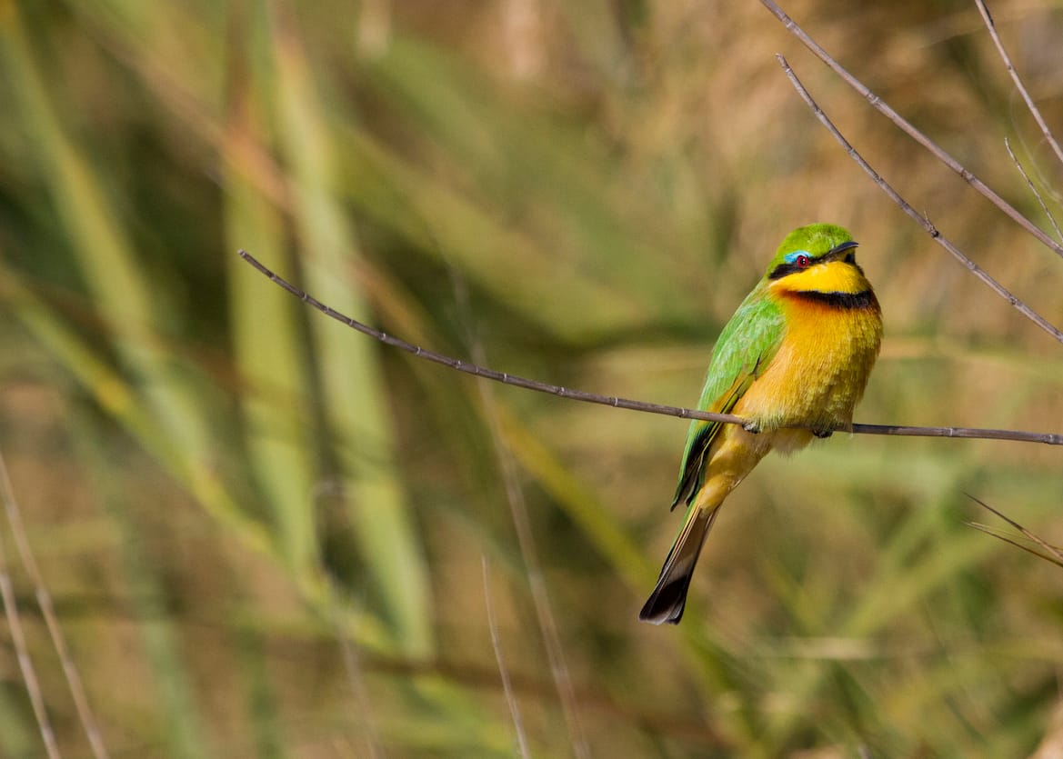 Fauna and Flora gallery image 12