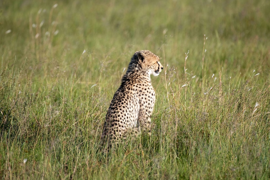 Rhino Plains gallery image 6
