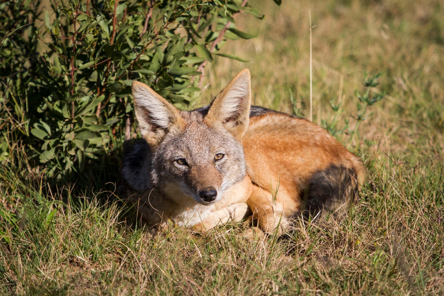 Welgevonden Game Reserve — 5 day safari