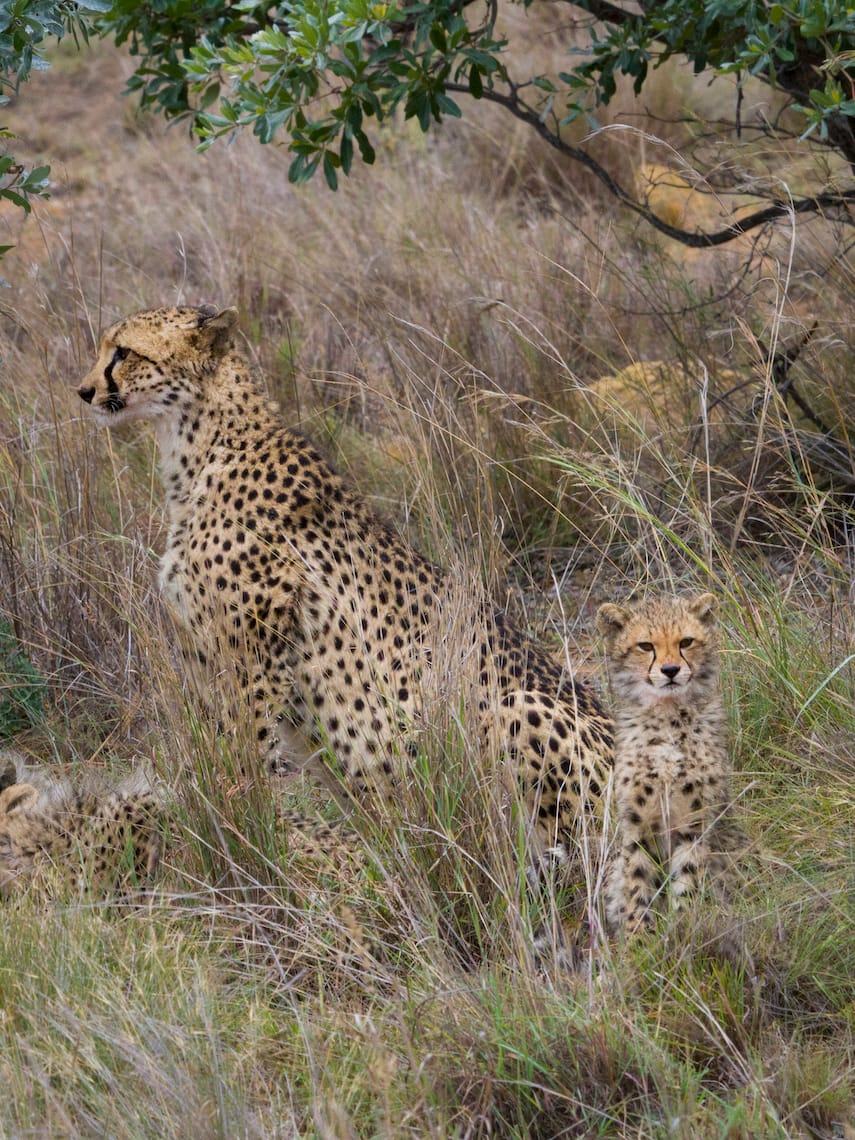 Wildlife in Welgevonden Game Reserve