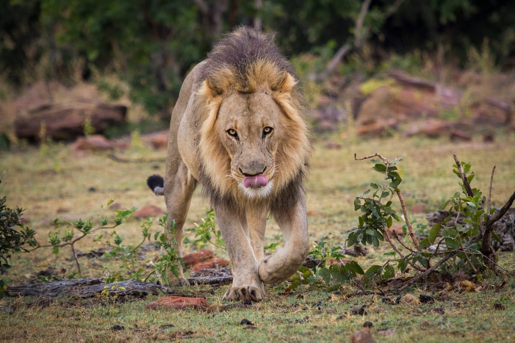 Wildlife in Welgevonden Game Reserve