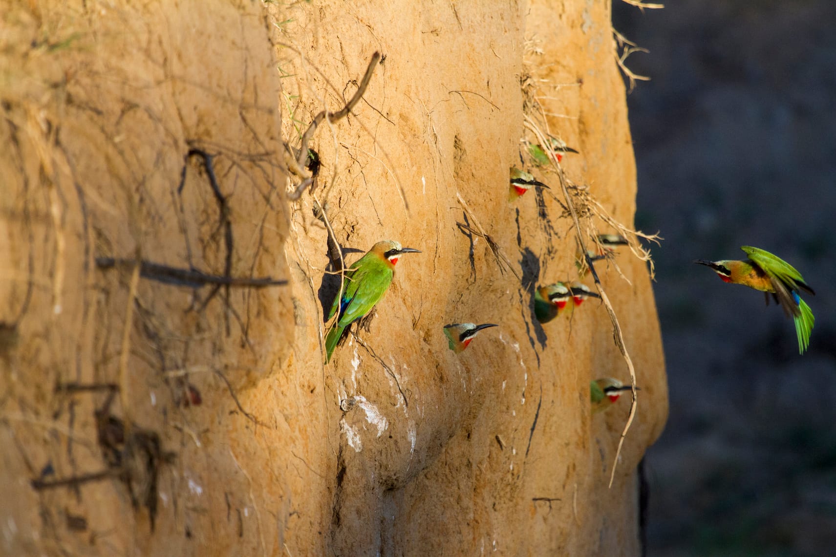 Welgevonden Game Reserve — 3 day safari