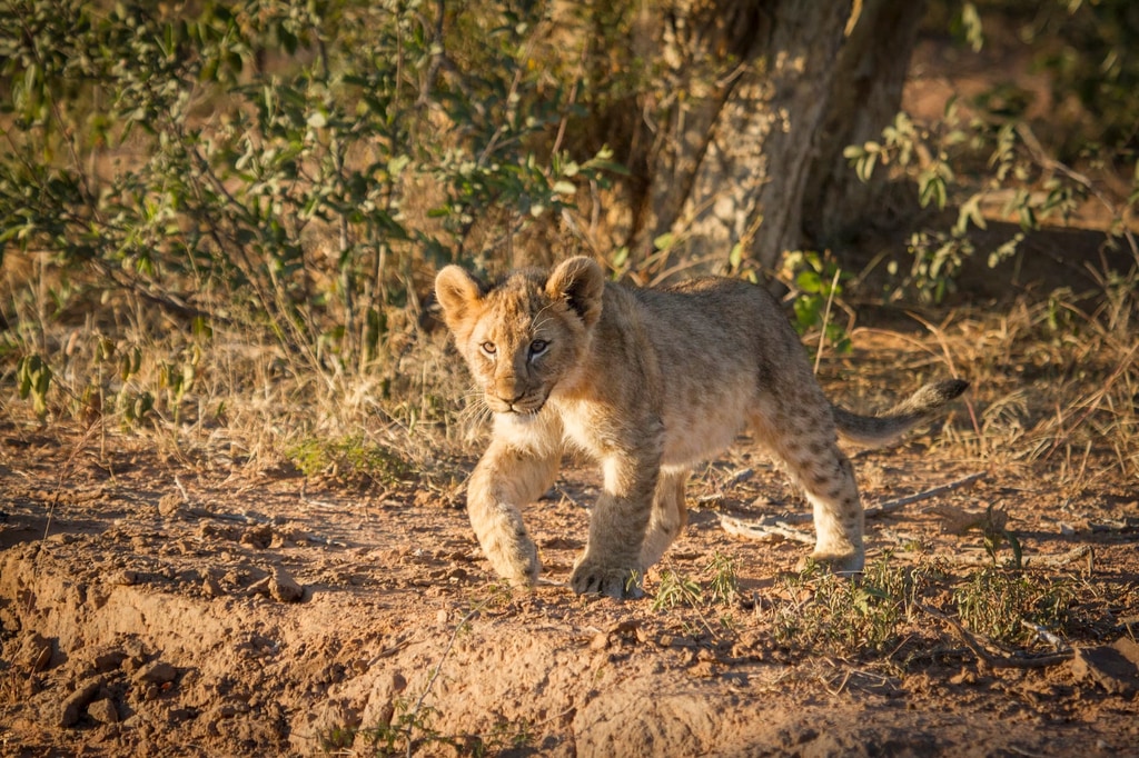 Wildlife in Welgevonden Game Reserve