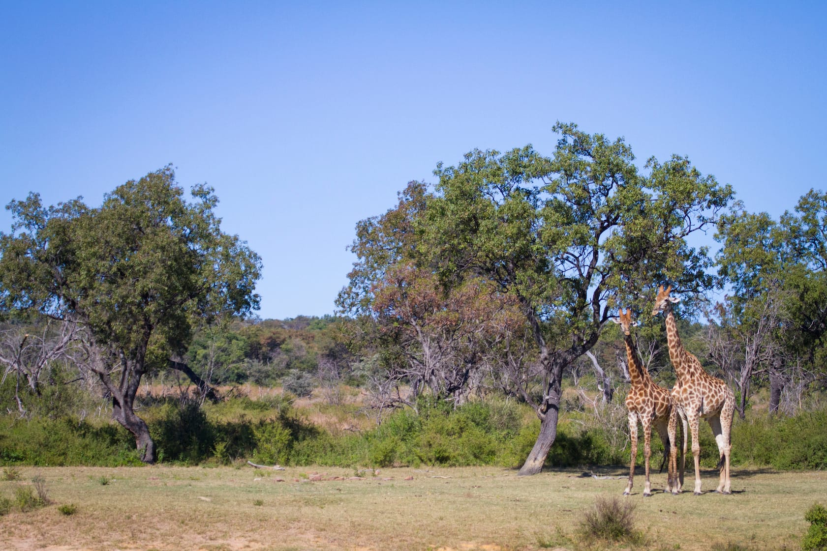 Walking Safaris
